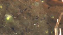 Developing Frog Eggs, Tadpoles Evident Inside Eggs, Some Newly Hatched