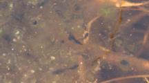 Newly Hatched Tadpoles, Wiggling, Swimming, Moving About Near Egg Mass