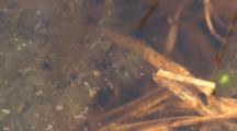 Developing Frog Eggs, One Tadpole Moving About Inside Egg
