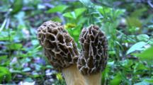 Morel Mushrooms, Woodland Setting