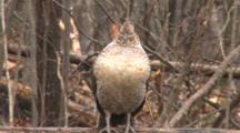 Ruffed Grouse Resting In Forest On Log, Wags Tail, Light Snow Falling
