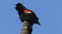 Red-Winged Blackbird Calling In Spring From Treetop Looks Around Calls Again
