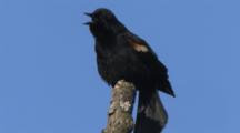 Red-Winged Blackbird Calling From Treetop, Looks At Camera