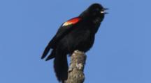 Red-Winged Blackbird On High Branch Facing Camera, Turns, Calls