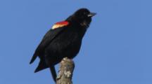 Red-Winged Blackbird Calls Twice From Treetop
