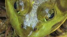 Bullfrog Face, Closeup, Top View