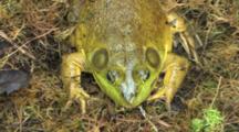 American Bullfrog, Resting On Sphagnum Moss