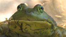 Bullfrog Face, Closeup, Looking At Camera