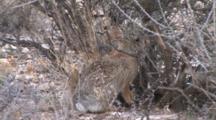 Desert Cottontail Chewing Plant Base