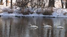 Three Trumpeter Swans Feeding, Mallards In Bground, Chetek River
