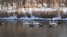 Trumpeter Swans And Canada Geese Feeding On Chetek River