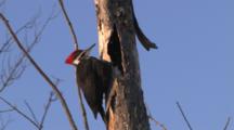 Pileated Woodpecker Looks In Hole In Tree, Drums On Tree