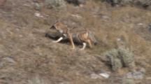 Coyote Walking Uphill, Looks At Camera, Keeps Walking