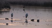 Snowy Egret, One Flies Off,  Redheads, Blue Heron, Morning Mist, Upper Mississippi Flyway