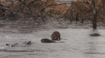 Male Muskrat Attempting To Mate, Courting In Rain, Swimming And Blocking Female
