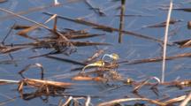 Dragonflies Mating On Water