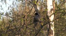 Rose Breasted Grosbeak Pair Mating, Goldfinch Onlooker