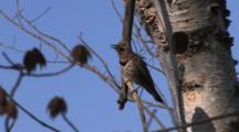Male Northern Flicker Sitting By Nest Hole In Birch Tree, Calls For Mate
