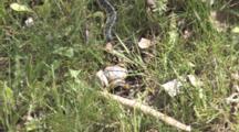 Eastern Garter Snake Hunts, Strikes At Grey Tree Frog