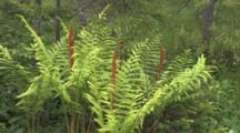 Northern Boreal Bog Habitat, Ferns With Spore Fronds