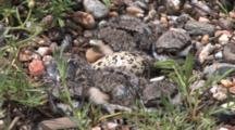 Newly Hatched Killdeer Chicks On Gravel, One Egg In Nest