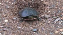 Painted Turtle, Zoom To Show Nest Hole