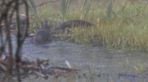 Otter And Juvenile Hunting, Beaver Attacks, Chases Adult Otter Onto Shore, Another Beaver Comes Behind