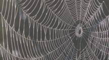 Spider Web In Morning Mist, Light Breeze Blowing