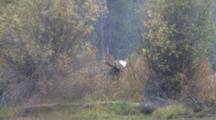 Shiras Bull Moose Hidden In Brush, Swings Head Back And Forth