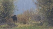 Shiras Bull Moose, Sniffing Brush