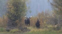 Shiras Moose, Bull And Cow, Standing By River