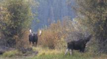 Shiras Bull Moose Resting, Cow Feeding