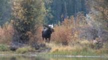 Shiras Bull Moose Shakes Water From Coat, Stretches