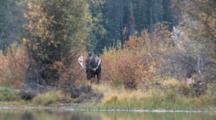 Shiras Bull Moose, Turns Head To Side, Grunts