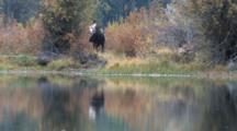Shiras Bull Moose, Turning Head, Grunting, Reflection In Water