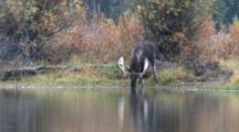Shiras Bull Moose Drinking From River