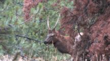 Spike Bull Elk, Feeding On Ground