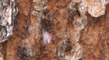 Crane Fly Blowing In Wind On Pine Trunk
