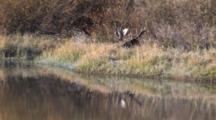 Shiras Bull Moose Resting By Rivers Edge, Antlers Reflecting In Water