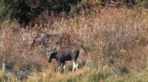 Shiras Moose Cow And Calf Feeding