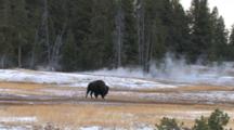American Bison Bull, Walking Through Thermal Area