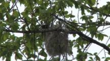 Oriole Weaving Nest, Working Material Through, Top Of Nest Structure