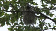 Oriole Weaving Nest, Fastening Nest Structure To Branch Above