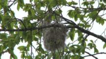 Oriole Weaving Nest, Working Deep Inside Nest Structure, Pushing Fibers Through Bottom Of Nest