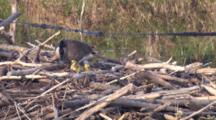 Canada Goose Hen And Goslings, Hen Checking On Chicks, Interacting