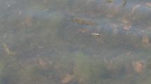 Salamander Newt Rises For Air In Shallow Fresh Water, Dives Again