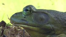 Bullfrog Close Up, Side Of Head