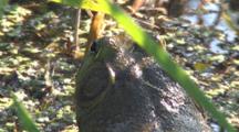 Male Bullfrog, In Swamp, Back Quartering View Of Head