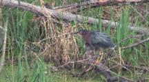 Green Heron On Log, Fluffs Feathers, Scratches Face, Top Of Head With Foot, Swallows