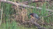 Green Heron On Log, Preening Belly, Scratches Face, Top Of Head With Foot